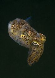 Little cuttle.
Trefor Pier, N. Wales.
D200, 60mm. by Mark Thomas 